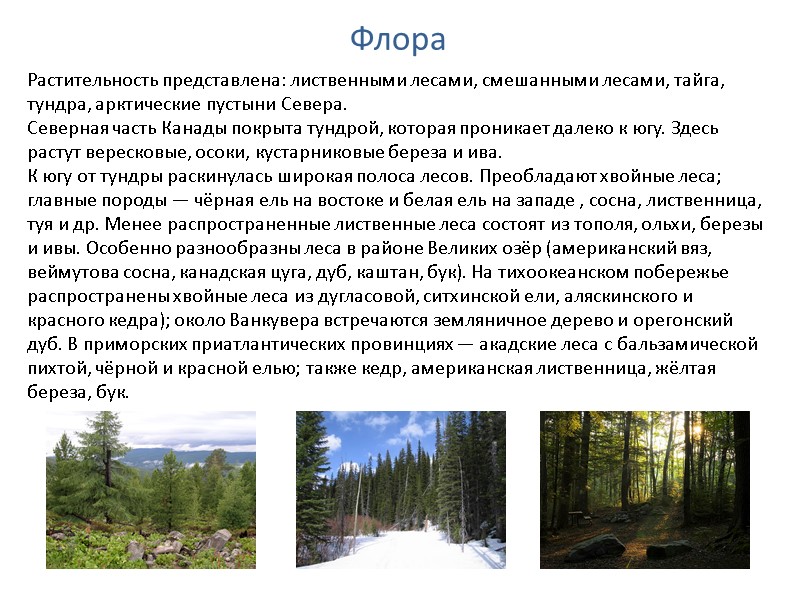 Флора Растительность представлена: лиственными лесами, смешанными лесами, тайга, тундра, арктические пустыни Севера. Северная Флора Растительность представлена: лиственными лесами, смешанными лесами, тайга, тундра, арктические пустыни Севера. Северная